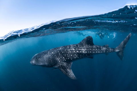 Whale Shark Safari - Accommodation Adelaide 2