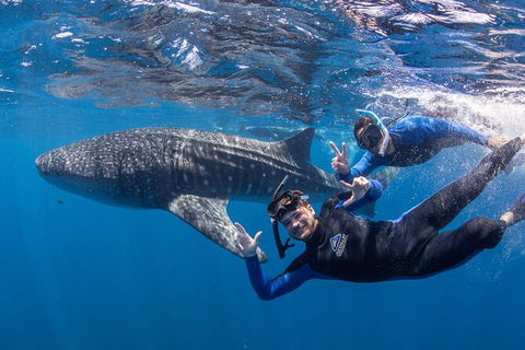Whale Shark Safari - Accommodation Adelaide 0