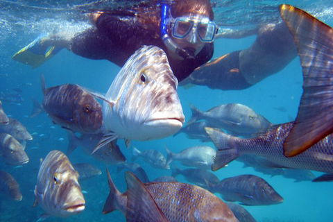 Coral Bay 2-Hour Coral Viewing And Snorkeling - Accommodation Adelaide 0