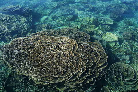Coral Bay 2-Hour Coral Viewing And Snorkeling - Accommodation Adelaide 1