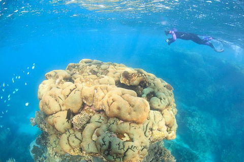 Coral Bay 2-Hour Coral Viewing And Snorkeling - Accommodation Adelaide 4
