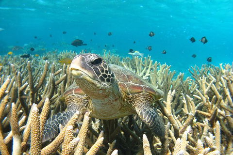 Coral Bay 3-Hour Turtle Ecotour - Accommodation Adelaide 0