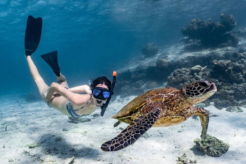 Coral Bay 3-Hour Turtle Ecotour - Accommodation Adelaide 3