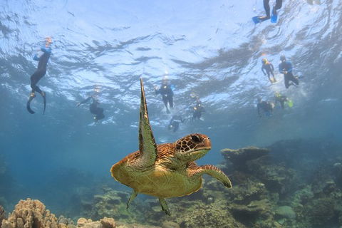 Coral Bay 3-Hour Turtle Ecotour - Accommodation Adelaide 4