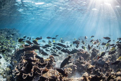 Coral Bay 3-Hour Turtle Ecotour - Accommodation Adelaide 5