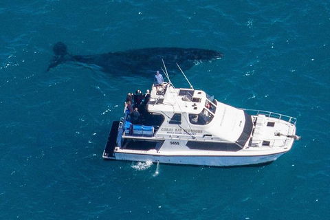 Humpback Whale Safari - Accommodation Adelaide 2