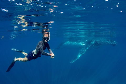 Humpback Whale Safari - Accommodation Adelaide 1