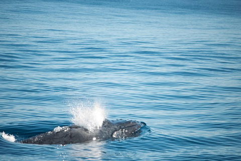 Humpback Whale Safari - Accommodation Adelaide 4