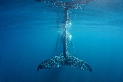 Humpback Whale Safari - Accommodation Adelaide 5