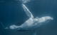 Humpback Whale Safari - thumb 0