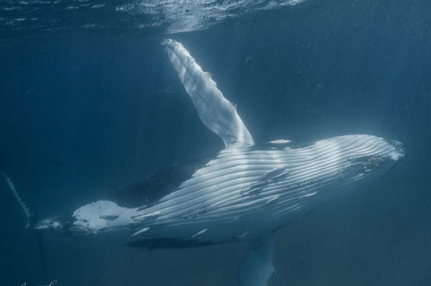 Humpback Whale Safari - Accommodation Adelaide 0