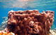 Coral Bay 1-Hour Coral Viewing - thumb 5