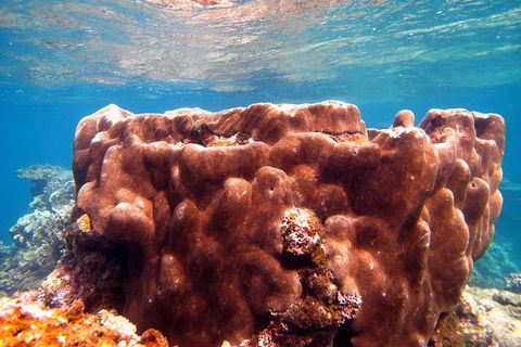 Coral Bay 1-Hour Coral Viewing - Accommodation Adelaide 5