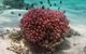 Coral Bay 1-Hour Coral Viewing - thumb 2
