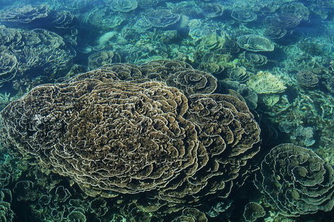 Coral Bay 1-Hour Coral Viewing - Accommodation Adelaide 6