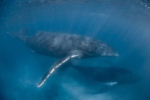 Full-Day Whale Watching Snorkeling And Swimming At Coral Bay - Accommodation Adelaide 6