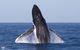 Full-Day Whale Watching Snorkeling And Swimming At Coral Bay - thumb 0