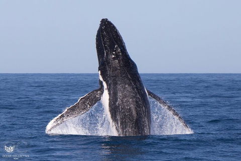 Full-Day Whale Watching Snorkeling And Swimming At Coral Bay - Accommodation Adelaide 0