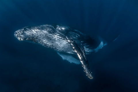 Full-Day Whale Watching Snorkeling And Swimming At Coral Bay - Accommodation Adelaide 7