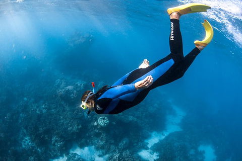 Full-Day Whale Watching Snorkeling And Swimming At Coral Bay - Accommodation Adelaide 2