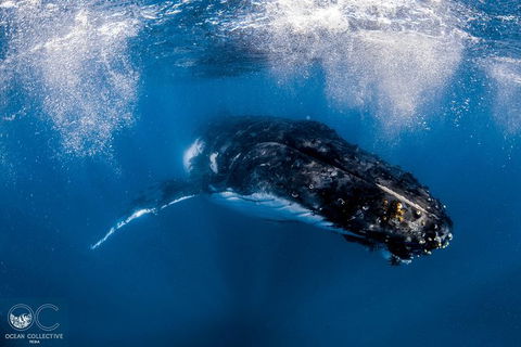 Full-Day Whale Watching Snorkeling And Swimming At Coral Bay - Accommodation Adelaide 4