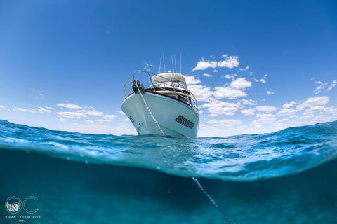 Full-Day Whale Watching Snorkeling And Swimming At Coral Bay - Accommodation Adelaide 3