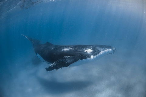 Full-Day Whale Watching Snorkeling And Swimming At Coral Bay - Accommodation Adelaide 5
