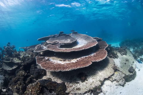 Whale Shark Adventure Tour - Accommodation Adelaide 7
