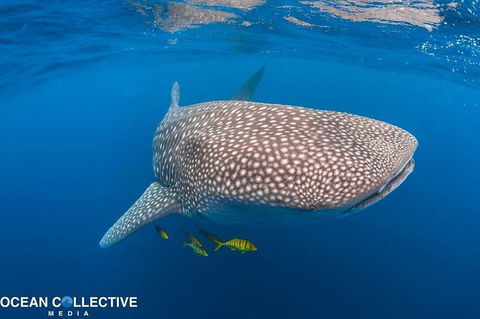 Whale Shark Adventure Tour - Accommodation Adelaide 11