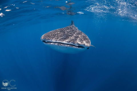 Whale Shark Adventure Tour - Accommodation Adelaide 1