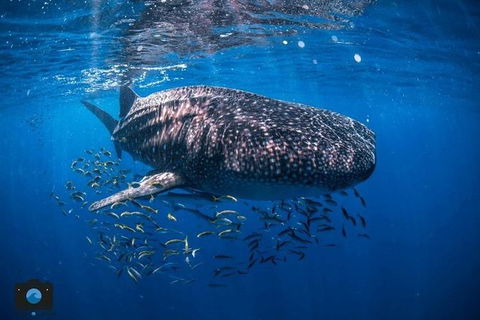 Whale Shark Adventure Tour - Accommodation Adelaide 2