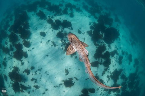 Whale Shark Adventure Tour - Accommodation Adelaide 3