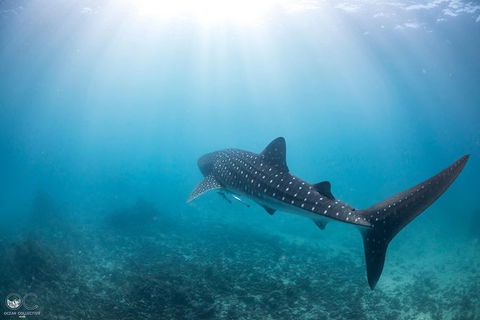 Whale Shark Adventure Tour - Accommodation Adelaide 9