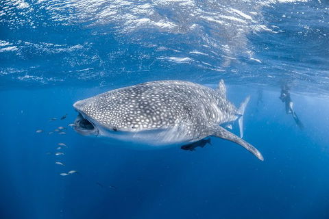 Whale Shark Adventure Tour - Accommodation Adelaide 0