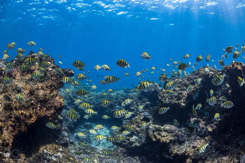 Whale Shark Adventure Tour - Accommodation Adelaide 5