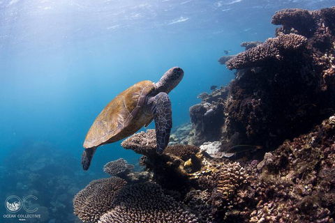 Whale Shark Adventure Tour - Accommodation Adelaide 4