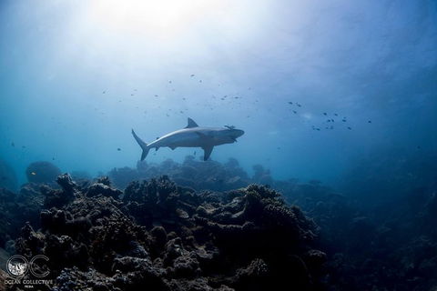 Whale Shark Adventure Tour - Accommodation Adelaide 6