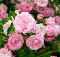 Botanical gardens winery and scenic full day tour - Accommodation Adelaide