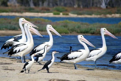 Romance Cruise + Scenic Tour + Beer Tasting + 3 Course Lunch + Hamper - Accommodation Adelaide 5