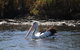 Private Guided River Kayak Tour - thumb 2