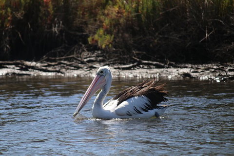 Private Guided River Kayak Tour - Accommodation Adelaide 2