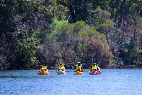 Private Guided River Kayak Tour - Accommodation Adelaide 6