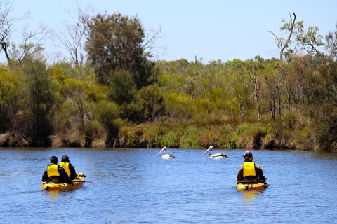 Private Guided River Kayak Tour - Accommodation Adelaide 4