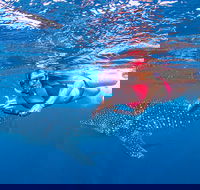 Full-Day Whale Sharks Swimming Experience on Ningaloo Reef - Accommodation Adelaide