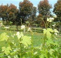 Barwon Ridge Wines - Accommodation Adelaide