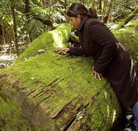Washpool National Park - Washpool Walk - Accommodation Adelaide