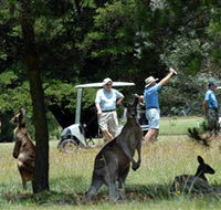 Glen Innes Golf Club - Accommodation Adelaide
