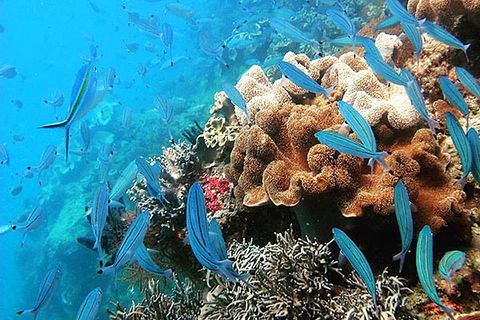 Ocean Free & Ocean Freedom - Cairns Premier Reef And Island Tours - Accommodation Adelaide 5