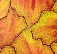 Red Desert Dreamings - Accommodation Adelaide