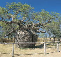 Boab Prison Tree - Accommodation Adelaide
